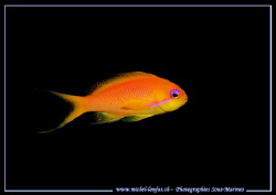 A little Red Fish in the Red Sea ... :O) ... by Michel Lonfat 